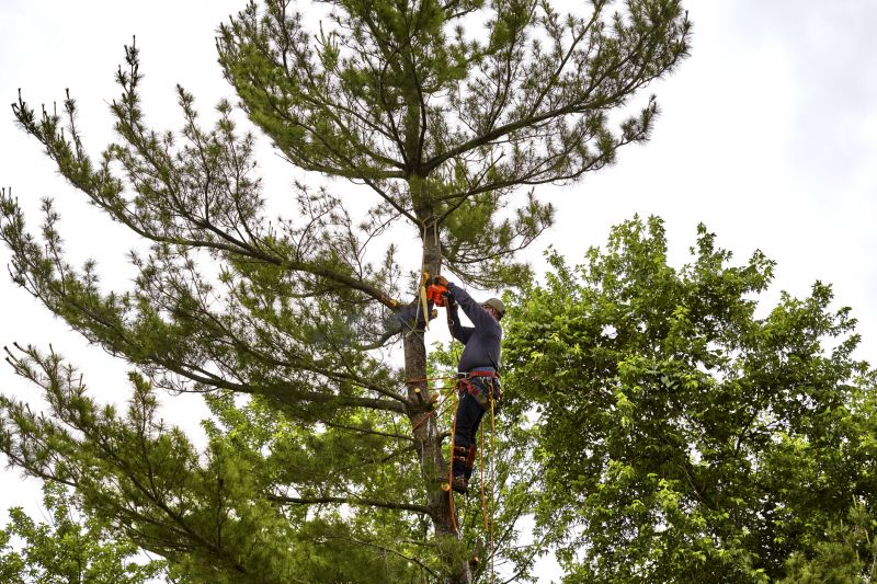 Safely Felling a Tree