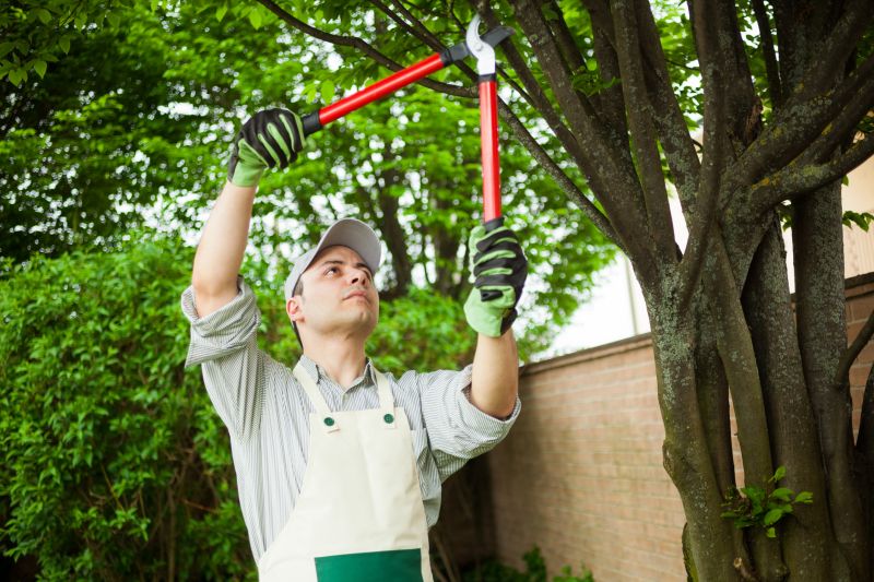 Local Tree Service Companies
