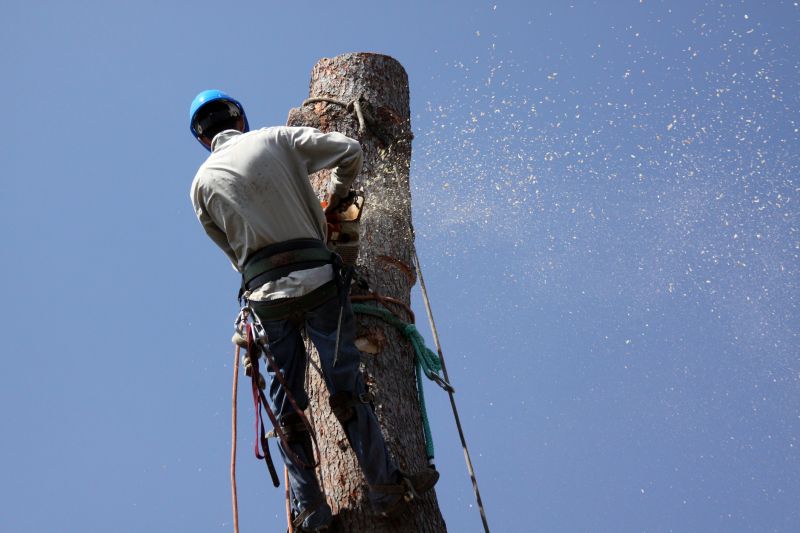 Tree Removal Service