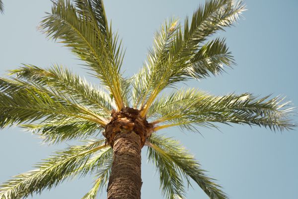 Cost of Palm Tree Removal in Green Valley