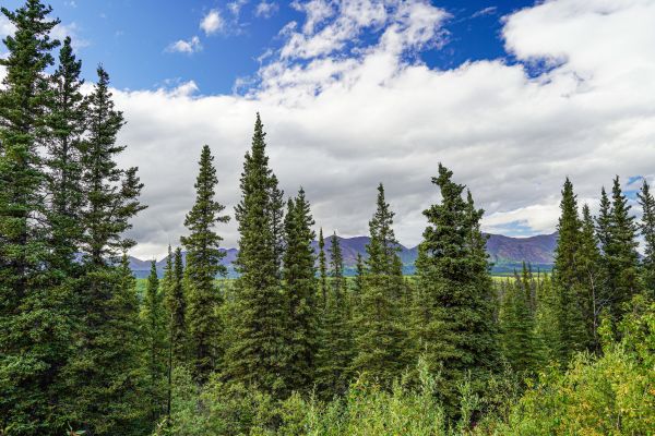 Cost of Spruce Tree Removal in Green Valley
