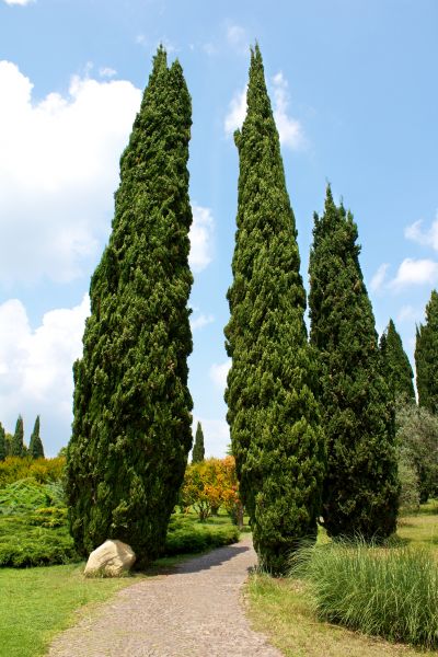 Cost of Cypress Tree Removal in Green Valley