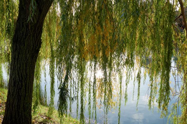 Cost of Willow Tree Removal in Green Valley