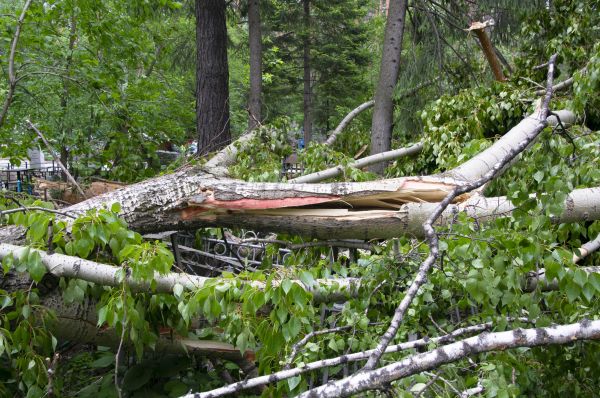 Cost of Birch Tree Removal in Green Valley