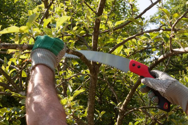 Cost of Elm Tree Removal in Green Valley