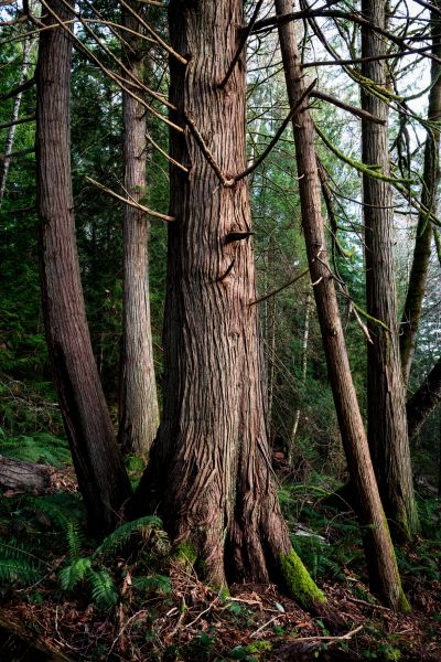 Cost of Cedar Tree Removal in Green Valley