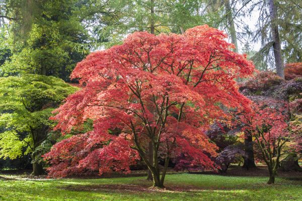 Cost of Maple Tree Removal in Green Valley