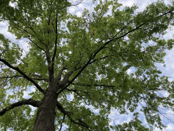 Cost of Oak Tree Removal in Green Valley