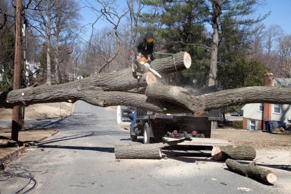 Cost of Residential Tree Removal in Green Valley