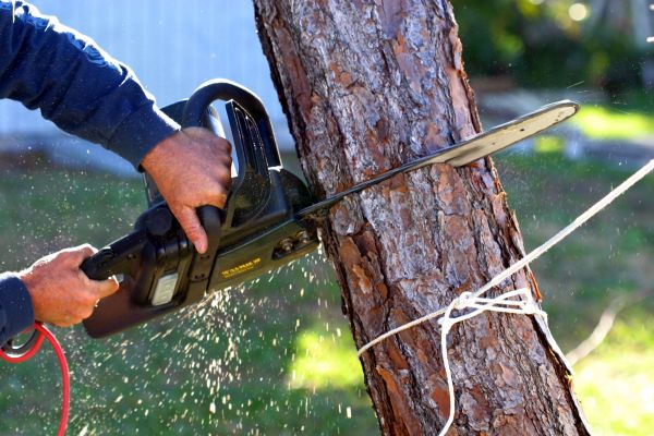 Cost of Dead Tree Removal in Green Valley